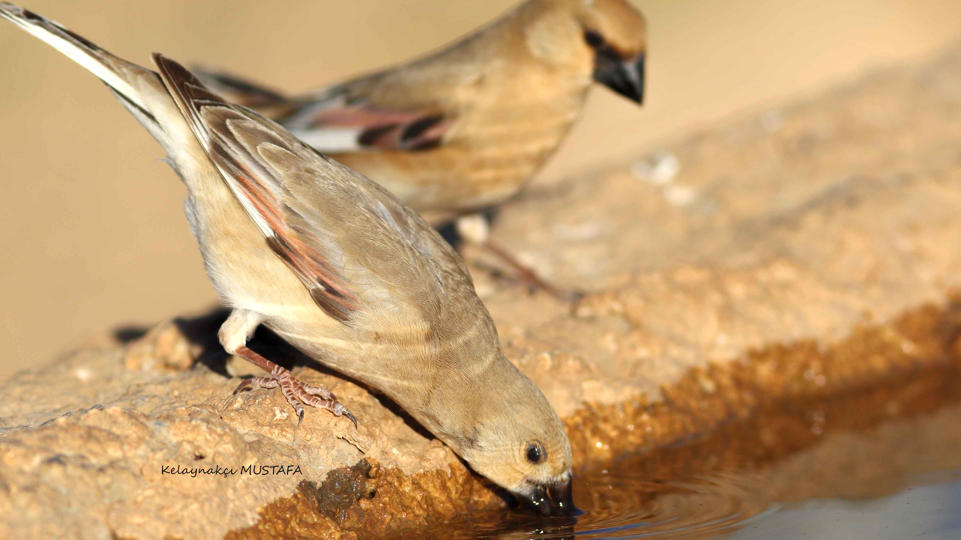 Desert Finch